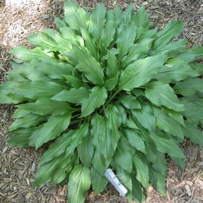 Hosta laevigata